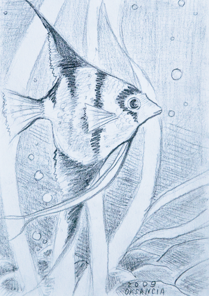 Fish Drawing - Zoo 2009 by Oksancia