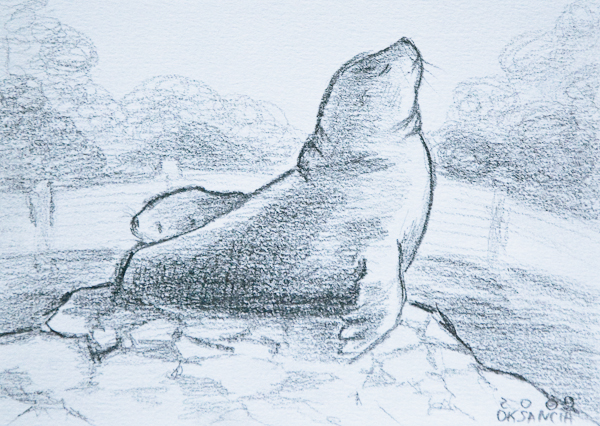Sea Lions - Zoo 2009 by Oksancia