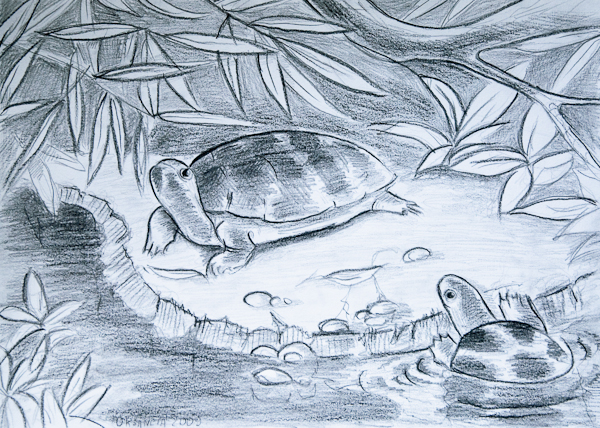 Turtles Drawing - Zoo 2009 by Oksancia