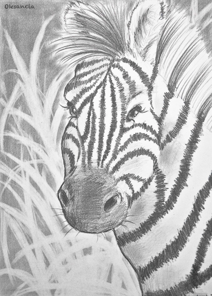 Zebra Drawing by Oksancia on Flickr