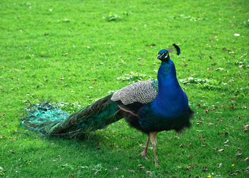 Peacock - photo by Almi & Oksancia